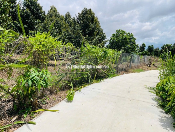 Bán đất giá 850 triệu/sào sở hữu có ngay một vườn trái cây lâu năm
